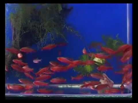Видео: Маленькие аквариумные рыбки