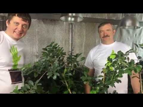 Видео: Гуава земляничная. Воронеж. 1 февраля.