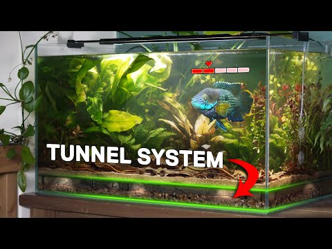 Видео: Моя злая рыбка обзавелась собственной экосистемой (история на 150 дней)