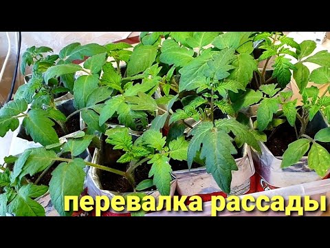 Видео: Перевалка рассады когда и как делать? Сколько грунта, какой возраст рассады - отвечаю на вопросы.