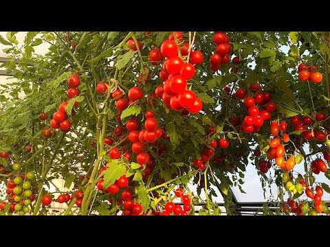 Видео: САМЫЙ УРОЖАЙНЫЙ ТОМАТ В КОНЦЕ СЕНТЯБРЯ! РАСТЕТ В ЛЮБЫХ УСЛОВИЯХ!