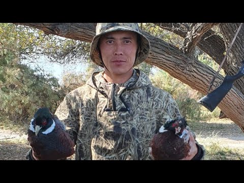 Видео: Қырғауылға аңшылық! Тамаша демалыс болды