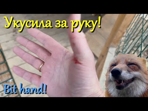 Видео: Алиса лиса. Укусила хозяина (Bit the owner).