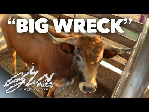 Видео: Большая авария, ловящая быка — За желобами #146