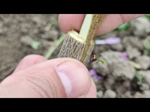 Видео: Прививка Персика в раскол расщеп // Grafting a Peach into a Split Split