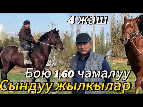 Видео: Бургондудо  Камчыбек акенин 4 жашар сындуу жылкылары сатылат