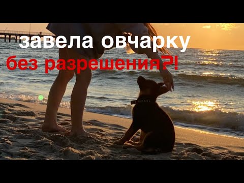Видео: ЗАВЕЛА СОБАКУ БЕЗ РАЗРЕШЕНИЯ РОДИТЕЛЕЙ??? как я завела немецкую овчарку