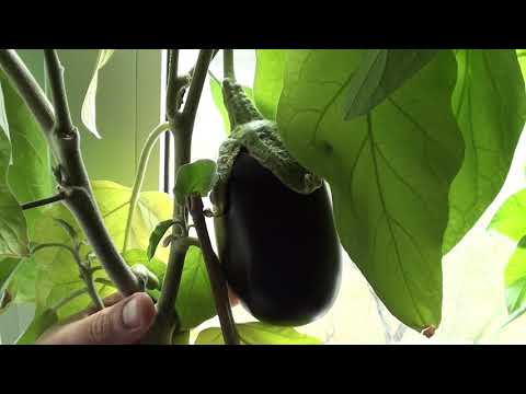 Видео: баклажаны итог года и баклажан на окне