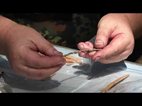 Видео: На историческом факультете ТвГУ прошла практика по археологии