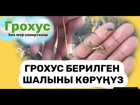 Видео: ГРОХУС БЕРИЛГЕН ШАЛЫНЫ КӨРҮҢҮЗ