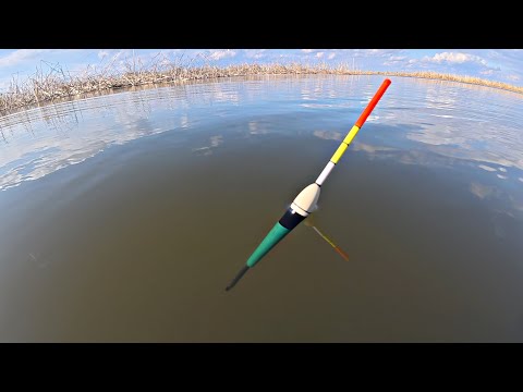 Видео: Ловля сазана и крупного карася на поплавок в зарослях камыша. Рыбалка на удочку в тихом месте.
