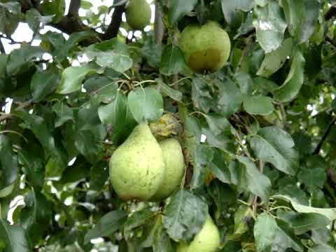 Видео: Груша сорт Просто Мария