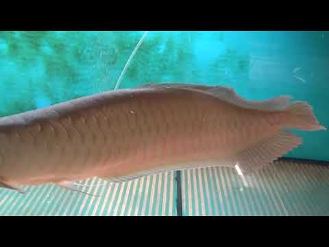 Видео: Аквариумные рыбки.Часть 205.Кормление арованы и скатов.