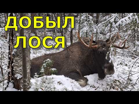 Видео: Охота на лося, гибель охотничьей лайки, жизнь в избе