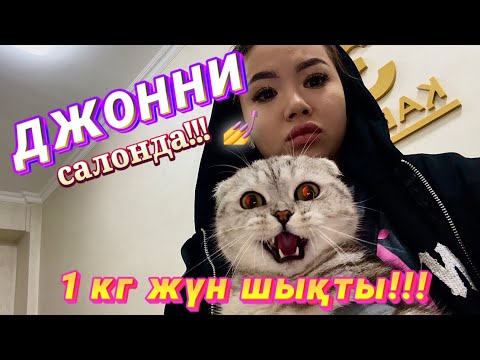 Видео: Джонни (Жәнібек) салонда! Экспресс линька, ГРУМИНГ, шомылдыру,жақсылап тарау