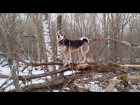 Видео: Два дня охоты на куницу/ охота с лайкой/