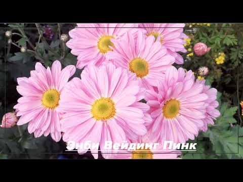 Видео: #КорейскаяХризантема. Цветение в августе возможно! Самые ранние сорта!!!!!! Зимует Цветёт!