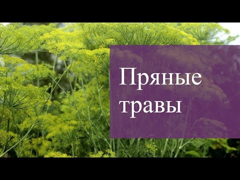 Видео: Пряные травы