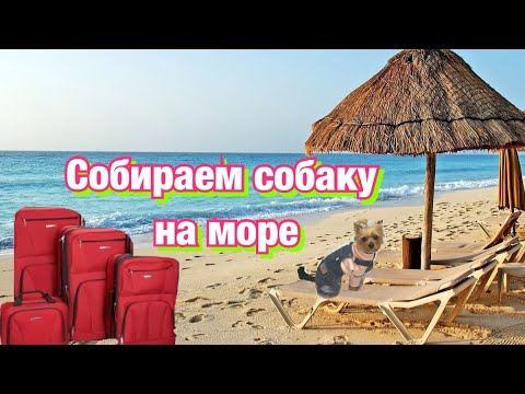 Видео: Собираем собаку на море//в отпуск с собакой//собираем йорка в Италию//Что я беру для йорка в отпуск