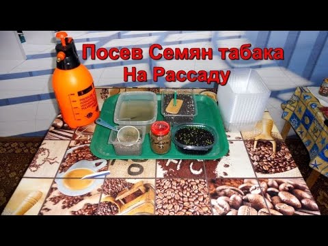 Видео: Посев семян Табака на рассаду, открытым- присыпным способом. Сезон 2023г.