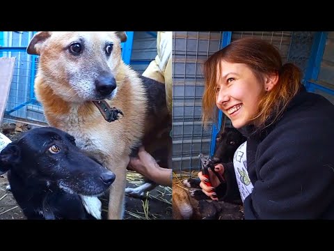 Видео: День Рождения бессменной целительницы приюта для животных!