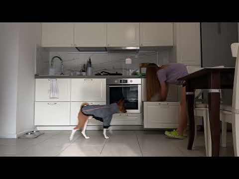 Видео: Прогулка с басенджи. Распаковка like a Fox. Влог одного дня с животными.