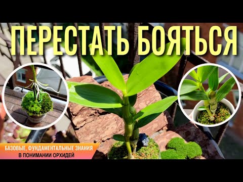 Видео: ❗️ВЫ ПЕРЕСТАНЕТЕ БОЯТЬСЯ ЭТИ ОРХИДЕИ! РЕЗУЛЬТАТ 200% ЗА ОДИН ГОД! ПОЛЕЗНЫЕ ТОНКОСТИ УХОДА!