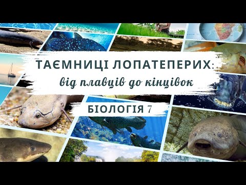 Видео: Лопатепері риби