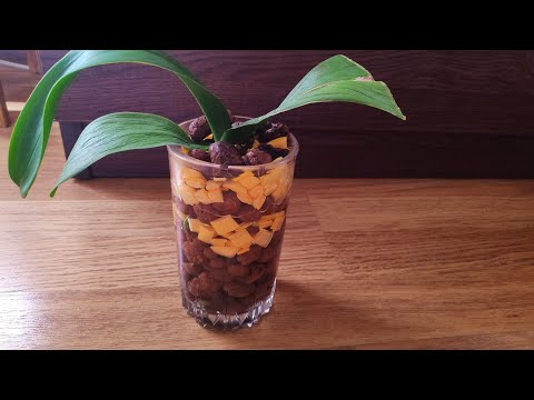 Видео: посадка уцененной ОРХИДЕИ  в полистирол с керамзитом..10.04.2020.