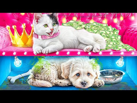 Видео: Богатая кошка vs бедная собака! Строим секретные домики для животных!