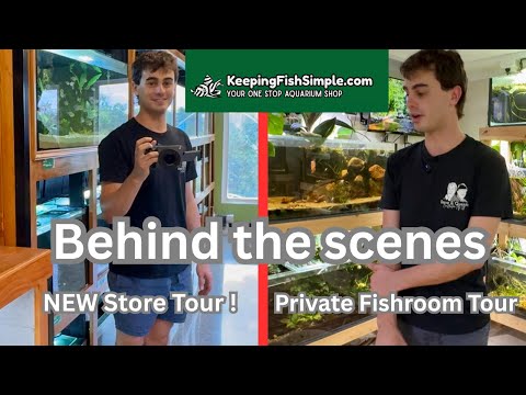 Видео: За кулисами Keeping Fish Simple: частная рыбная комната Ника вас поразит! 💥🐟