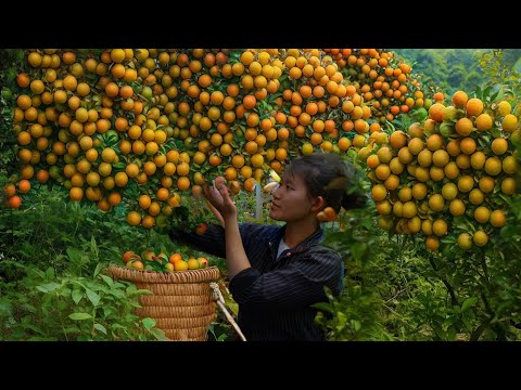 Видео: Соберите лучшие и самые крупные мандарины сезона и принесите их на рынок для продажи.