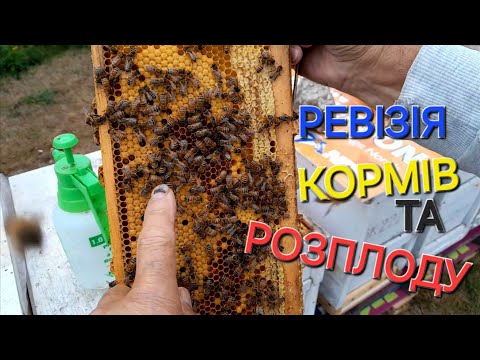 Видео: #бджоли 6ти рамочники готові до зимівлі. Борьба з ВАРРОА 