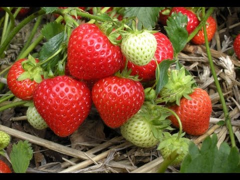 Видео: АНГЛИЙСКИЙ СПОСОБ ВЫРАЩИВАНИЯ КЛУБНИКИ!БЕЗ ПОЛИВА И ПРОПОЛКИ!