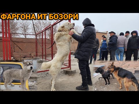 Видео: Фарғона ит бозори | Ферганский собачий рынок