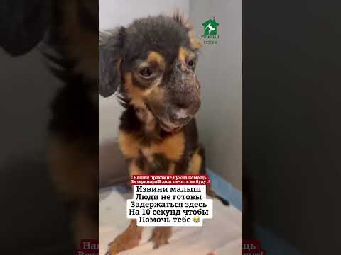 Видео: ВРЕМЕНИ НЕТ,ПОТОМ БУДЕТ ПОЗДНО😰😭#помощьбездомным #песик #охранадома #собака #суперсобака
