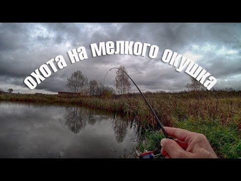 Видео: Мормышинг.Gammarus. Охота на мелкого окуня