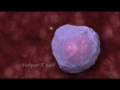 Видео: Жизненный цикл вируса иммунодефицита человека
