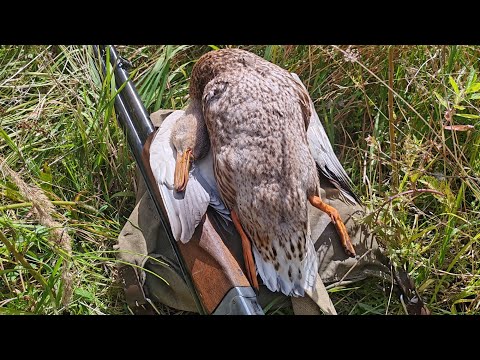 Видео: Это зверь все отнял. Охота на утку. 