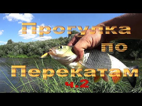 Видео: Прогулка по Перекатам ! Ловля Белого хищника на течении ! ч.2