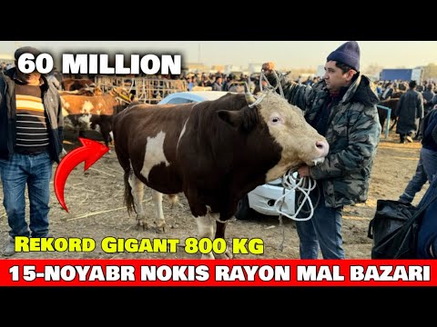 Видео: РЕКОРД БУГА 800 КГ 60 МЛН 15-НОЯБРЯ НОКИС РАЙОН МАЛ БАЗАРЫ СКОТНЫЙ РЫНОК 