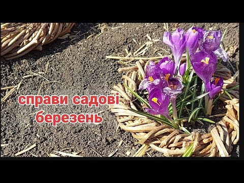 Видео: Прогулянка садом🌞що робила, що квітне
