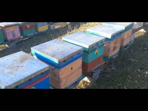 Видео: 9.01.25. в тіні +10 Пасіка загула