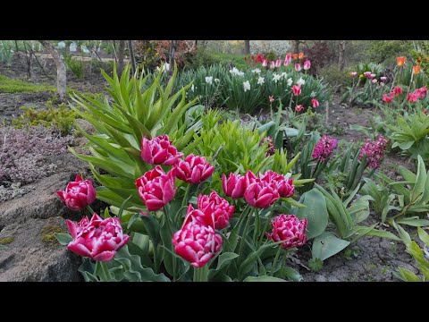 Видео: Весенние луковичные в нашем саду.Обзор видов и сортов.Часть 3-я.