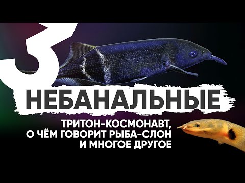 Видео: Самые необычные аквариумные питомцы. Часть 3. Каламоихт, рыба-слон и другие