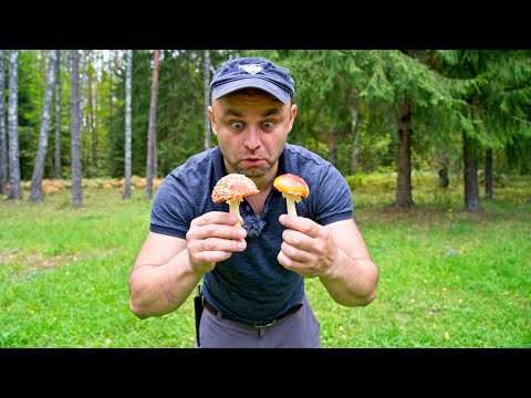 Видео: Собираем и готовим мухоморы. Очень вкусно.