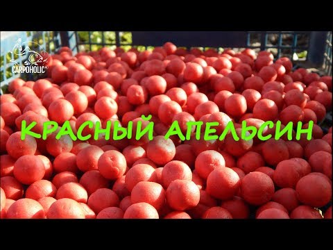 Видео: Рецепт бойлов  "КРАСНЫЙ АПЕЛЬСИН"