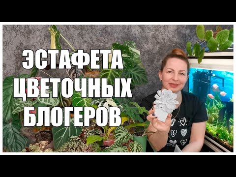 Видео: ЭСТАФЕТА цветочных блогеров