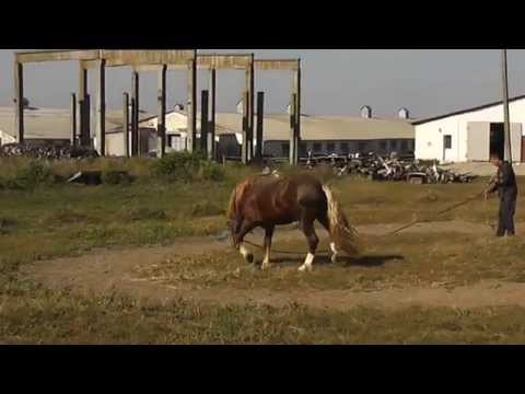 Видео: Терапия острого артрита у коня.Therapy of acute arthritis in the horse.