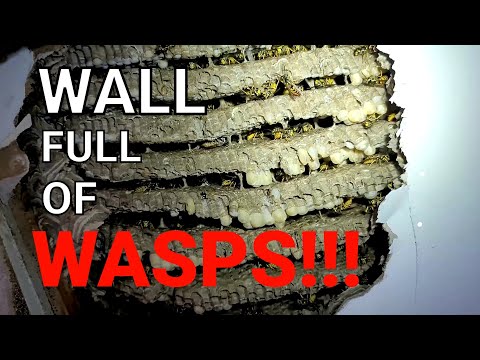 Видео: МАССОВОЕ НАСЕЛЕНИЕ гнездами ос «Желтые куртки» на стене спальни | Удаление осиного гнезда